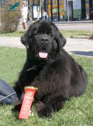 Превью фото № 206463