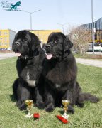 Превью фото № 206470