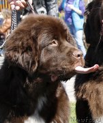 Превью фото № 206471