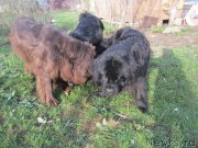 Превью фото № 206474