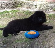 Превью фото № 206491