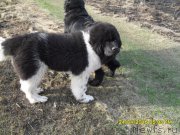 Превью фото № 206510