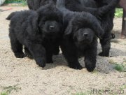 Превью фото № 206516