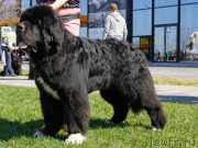 Превью фото № 206562