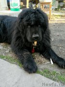 Превью фото № 206585