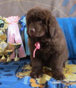 Превью фото № 206598