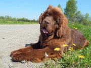 Превью фото № 206608