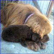 Превью фото № 206615