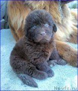 Превью фото № 206619