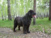 Превью фото № 206627