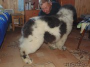 Превью фото № 206681