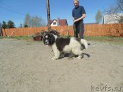 Превью фото № 206682