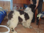 Превью фото № 206683