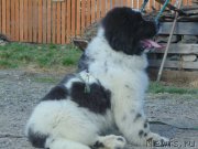 Превью фото № 206684