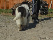 Превью фото № 206685