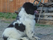 Превью фото № 206690