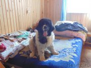 Превью фото № 206703