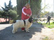 Превью фото № 206744