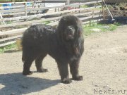 Превью фото № 206797