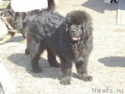 Превью фото № 206798