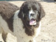 Превью фото № 206799