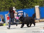 Превью фото № 206822