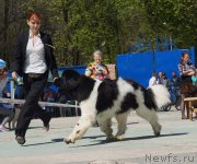 Превью фото № 206824