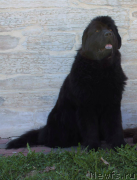 Превью фото № 206916