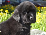 Превью фото № 206941