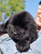 Превью фото № 206943