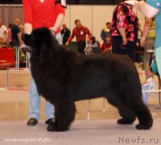 Превью фото № 206945