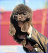 Превью фото № 207042