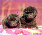 Превью фото № 207065