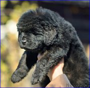 Превью фото № 207073