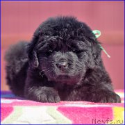 Превью фото № 207079