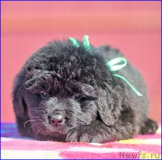 Превью фото № 207081