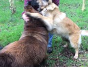 Превью фото № 207124