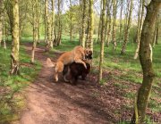 Превью фото № 207126