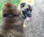 Превью фото № 207128