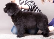 Превью фото № 207179