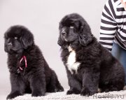 Превью фото № 207191