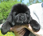 Превью фото № 207218