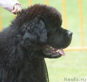 Превью фото № 207257