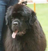 Превью фото № 207258