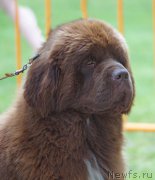 Превью фото № 207261