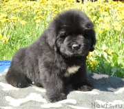 Превью фото № 207292