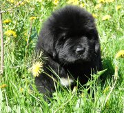 Превью фото № 207293