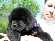 Превью фото № 207297