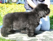 Превью фото № 207301