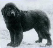 Превью фото № 207303